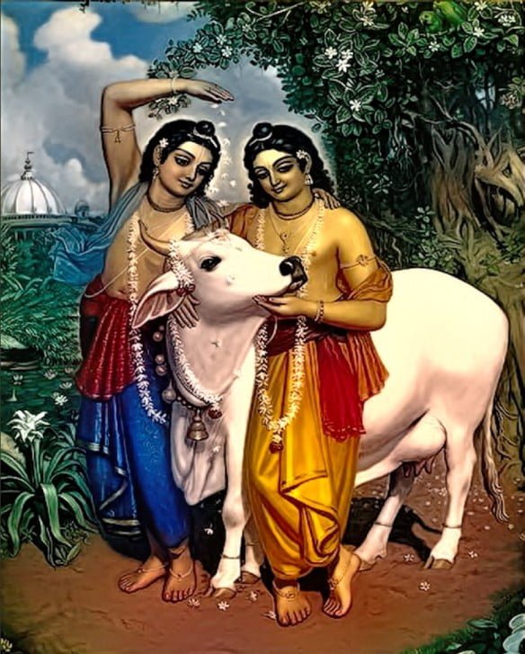gaura-nitai-cow